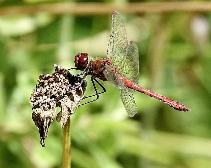 ruddy darter